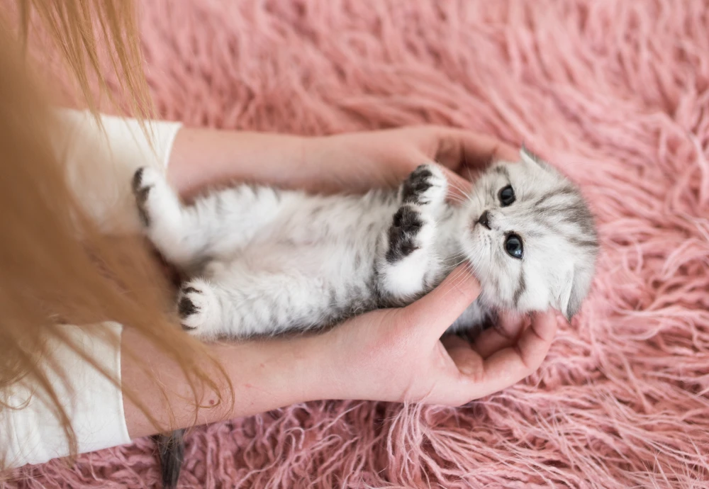 best camera for watching pets